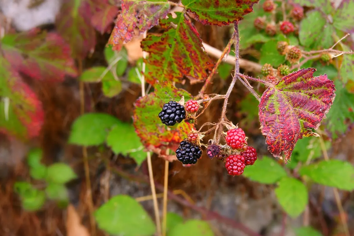 Foraging Sloes, Haws and Rosehips: An Autumn Hedgerow Walk
