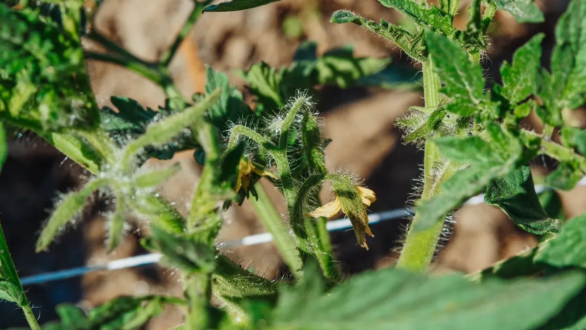 Why Your Tomato Leaves Are Turning Yellow: Seven Causes and How to Fix Them